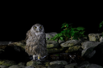 Blakiston's fish owl portrait