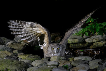 hunting Blakiston's fish owl portrait