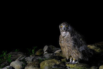 Blakiston's fish owl portrait