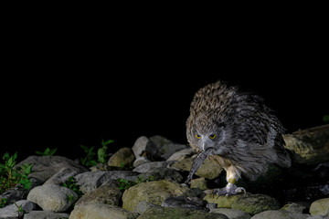 hunting Blakiston's fish owl portrait