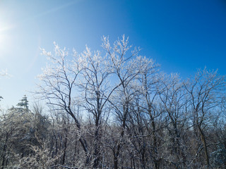 Trees with ice on branches and sunlight blue sky