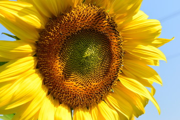 beautiful flower, sunflower blossom blooming in morning