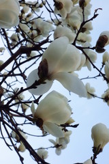 清楚ななマグノリアこと木蓮の素敵で優美な花々