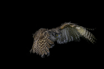 flying Blakiston's fish owl portrait - 321959531