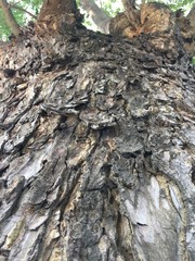 Rain Tree's Bark