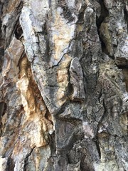 Rain Tree's Bark