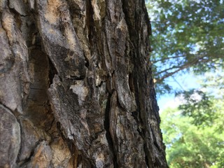 Rain Tree's Bark