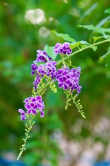 blue flowers on green background