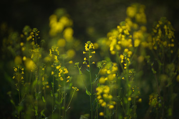 Obraz premium 木漏れ日に照らされる菜の花