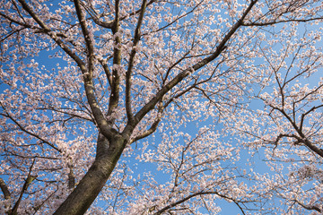 青空に映える満開の桜の花