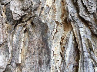 Rain Tree's Bark