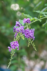 blue flowers on green background