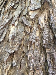 Rain Tree's Bark