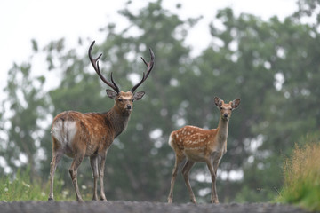 group of sika deer on the road