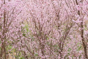 満開の啓翁桜