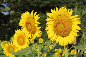 Fototapeta premium beautiful sunflower blossom blooming in nature