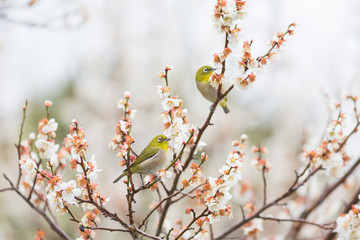 梅の枝に留まる二羽の目白