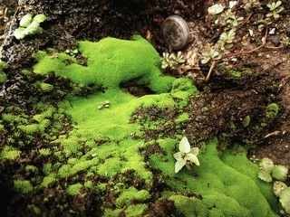 common wood sorrel  grows among the green moss in the summer tropical forest