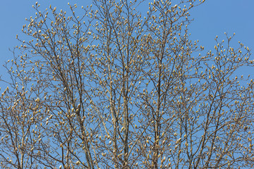 青空に映える白木蓮の冬芽