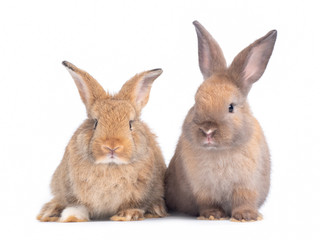 Two lovely brown rabbit isolated on white background. Lovely young rabbit sitting.