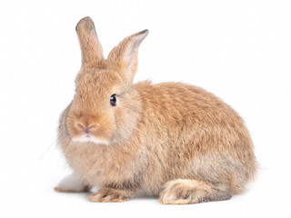 Brown cute young rabbit isolated on white background. Lovely young rabbit sitting.	
