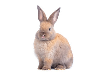Gray cute rabbit sitting isolated on white background.
