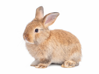 Side view of brown cute baby rabbit sitting isolated on white background.