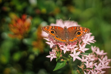 butterfly on flower