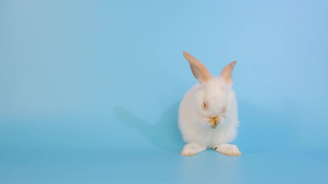 Cute little white bunny rabbit stand and clean face and ear on blue screen background.
