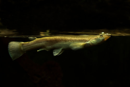 The Four-eyed fish (Anableps anableps).