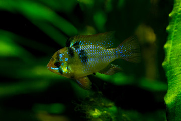 The ram cichlid (Mikrogeophagus ramirezi).