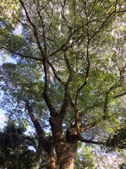 Rain Trees in the summer.