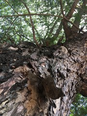 Rain Tree