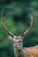 male sika deer portrait