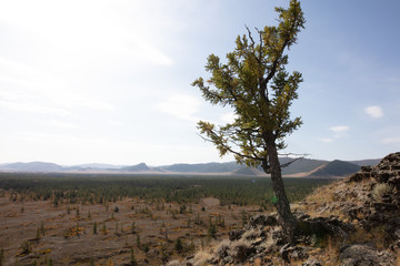 A single barre tree and stony ground near the extinct volcano Khorgo . The barren but beautiful landscape of central  Mongolia in Autumn under Blue sky with white clouds. dying tree on volcano soil