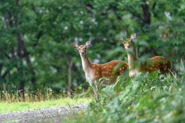 two female sika deer