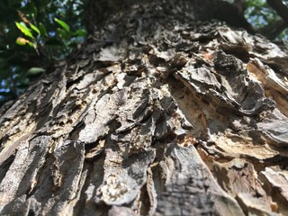 Rain Tree
