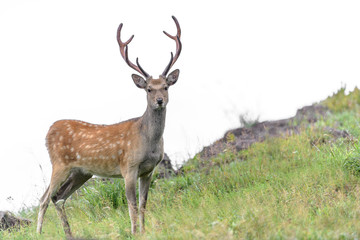 Male sika deer portrait