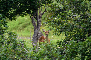 Fototapeta na wymiar curious japanese sika deer in the forest
