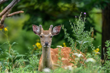 curious japanese sika deer in the forest - 321963750