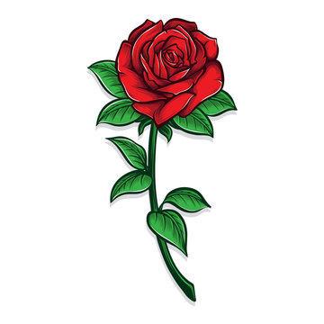 red rose flower vector illustration