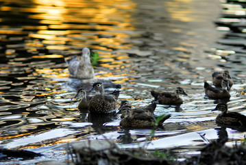 ducks in pond