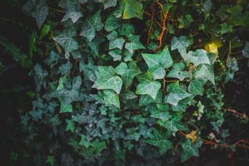 Green ivy leaves covering the wall, natural background.