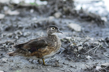 bird on the beach