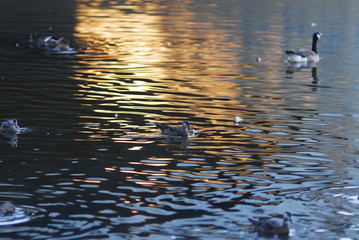 ducks in water