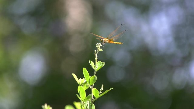 Slow Motion of a dragonfly resting and flying off a flower at the Singapore Botanic Gardens