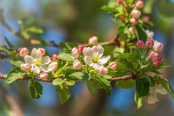 White and pink blossoming flowers of apple trees.