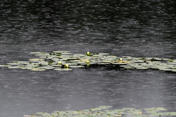 rain on a pond with lily pad