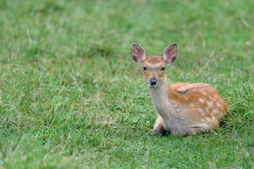 yezo sika deer fawn portrait