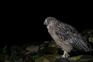 Blakiston's fish owl portrait